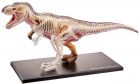 4D Anatomian malli T-Rex 38 cm