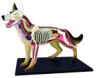 4D Anatomy Model Koira