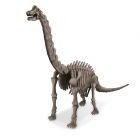 Brachiosaurus Skeleton - Dinosauruksen luuranko