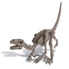 Velociraptor Skeleton - Dinosauruksen luuranko
