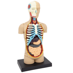 Anatomiamalli ihmisen torsosta