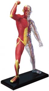 4D Human Anatomy Muscle & Skeleton - Lihakset ja luuranko