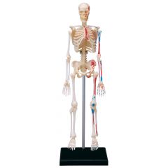 4D Human Anatomy Skeleton - Luuranko