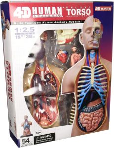 4D Human Anatomy Torso Deluxe